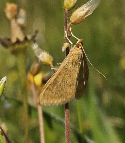 Ostrinia nubilalis